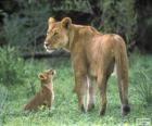 Львица с ее детеныш